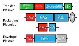 慢病毒转移、包装和包膜质粒的原理图