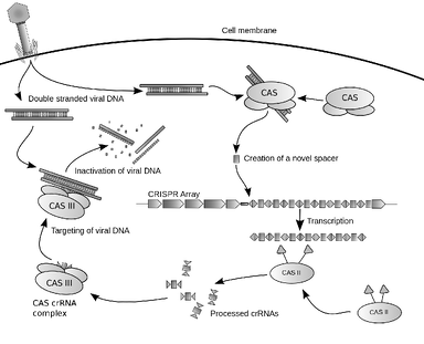 crispr cas9机制