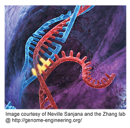 用于敲除筛选的慢病毒CRISPR-Cas9文库