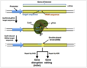 CRISPR ca机制