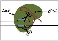 CRISPR CAS9蛋白和引导RNA