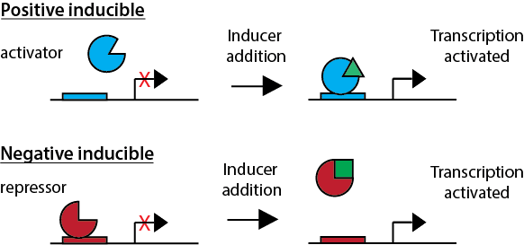 正性和负性诱导启动子的区别