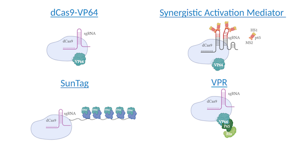 CRISPR激活概述，包括dCas9-VP64，协同激活介质，SunTag和VPR