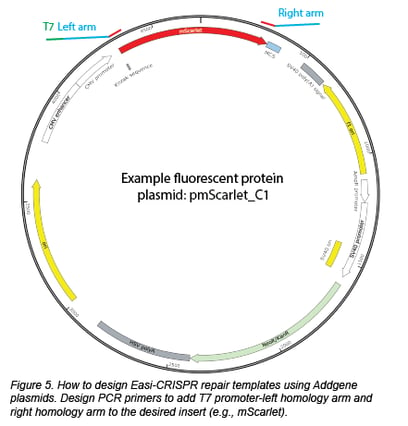 如何用Addgene质粒设计easi crispr修复模板