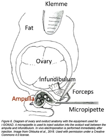 卵巢和输卵管解剖图与i-GONAD设备