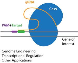 CRISPR-Cas9的关键成分:Cas9内切酶、gRNA、PAM和靶序列。CRISPR的应用:基因组工程、转录调控和其他应用。