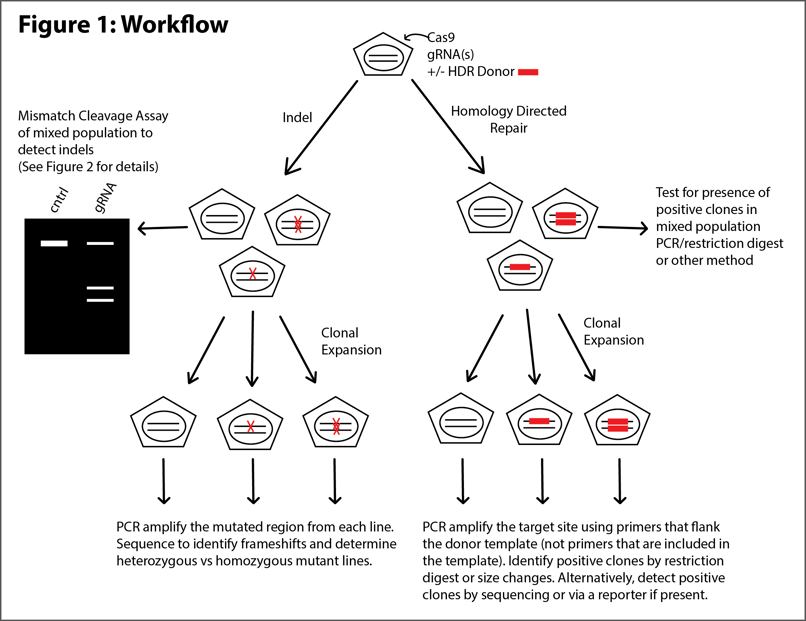 基因组编辑验证工作流程。如果Cas9在缺乏HDR供体的情况下切割基因组，则产生indel。通过错配裂解试验检测INDEL，然后可以克隆扩增具有所需突变的细胞。如果Cas9在HDR供体存在的情况下切割基因组，那么由于DNA的同源性修复，该供体可能被引入切割位点。然后用PCR筛选含有所需插入物的细胞。具有所需插入的细胞可以克隆扩增。