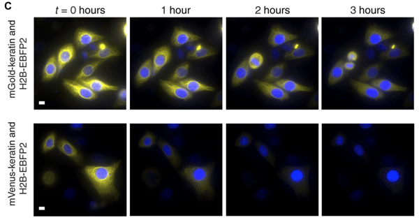 比较mGold和mVenus的荧光显微镜图像。mVenus荧光在0小时至3小时内消失，而mGold荧光在3小时后仍可见