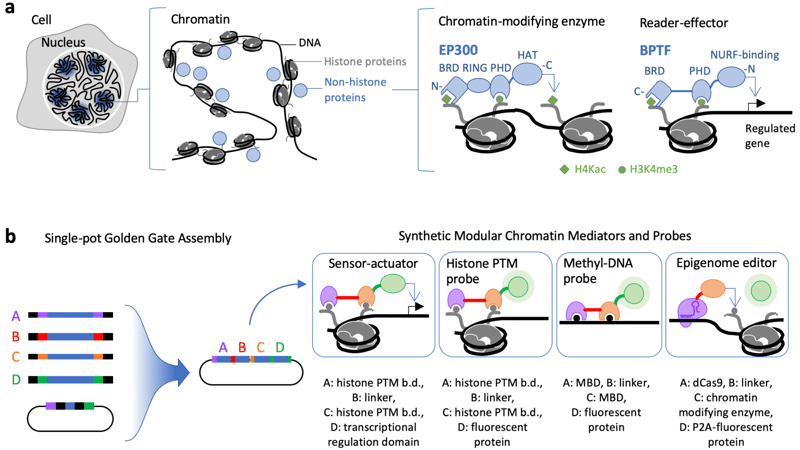 细胞内的细胞核显示与染色的DNA链和组蛋白修饰酶和阅读效应蛋白的例子放大。下面是金门组装的示意图，包括潜在的合成染色介质和探针的例子。