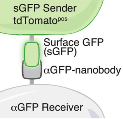 sGFP发送方细胞编码一个表面GFP，该GFP与接收细胞上的抗GFP纳米体相互作用。发送方细胞为绿色，接收细胞为灰色。