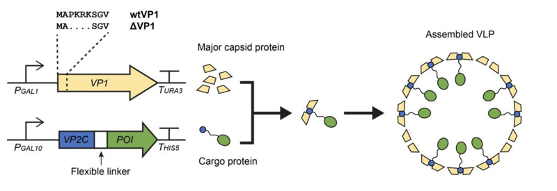 主要衣壳蛋白和货物蛋白的表达导致这两个蛋白组分的自组装，形成组装的VLP。