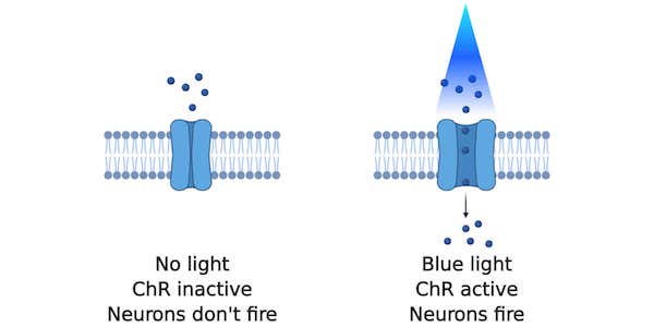蓝光激活通道视紫红质图示。没有光，通道视紫红质就不活跃，没有离子流入，神经元就不会激活。在蓝光下，视紫质通道打开，允许离子流入神经元。这导致神经元放电。