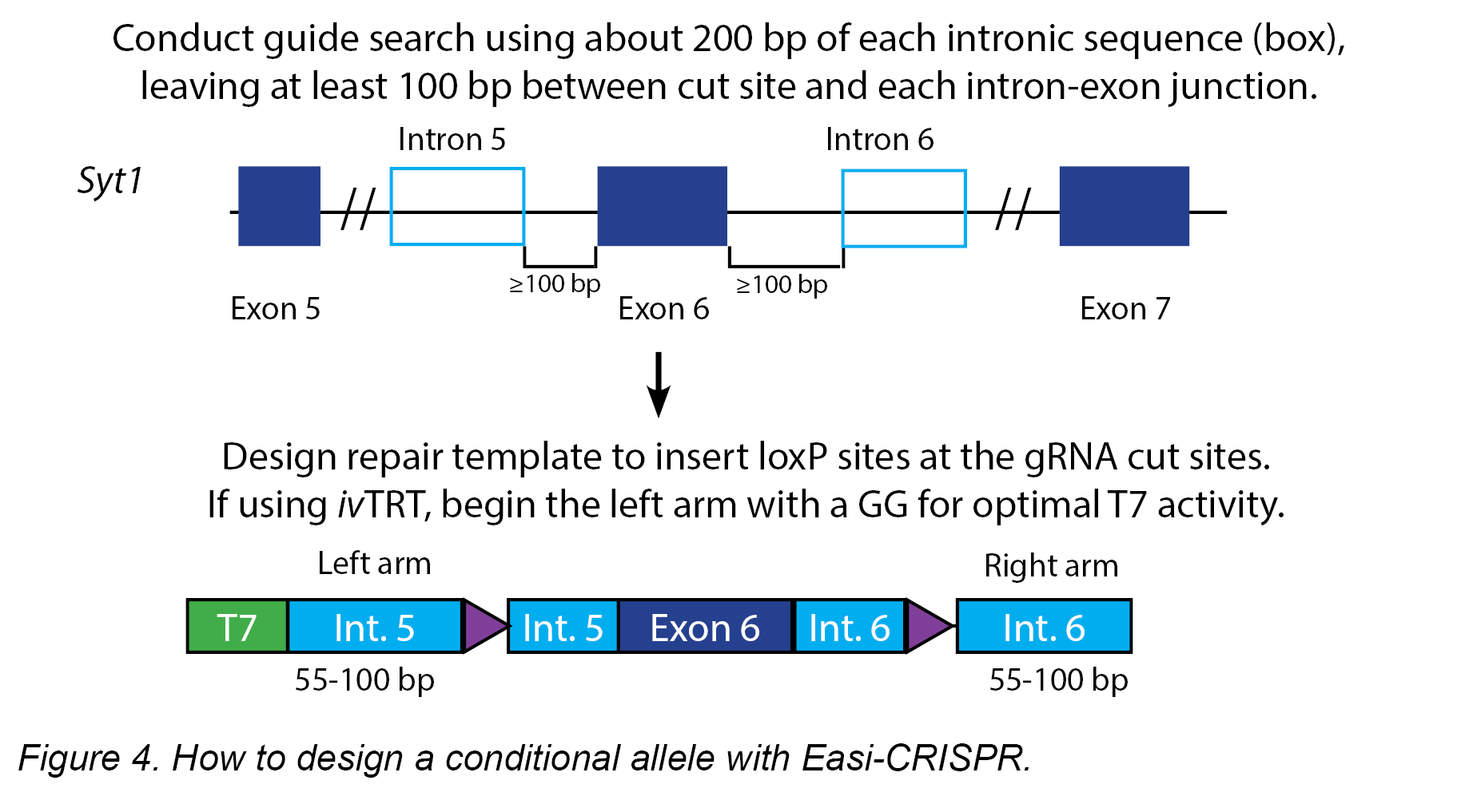 EasiCRISPR4final