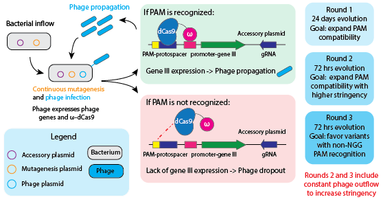 xCas9-schematic.png