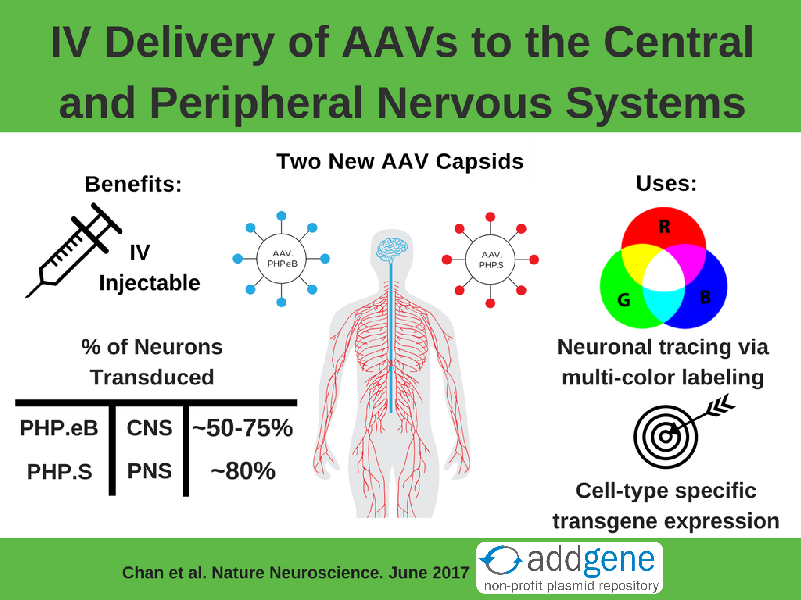 neuroaavinfographic - 01. - png