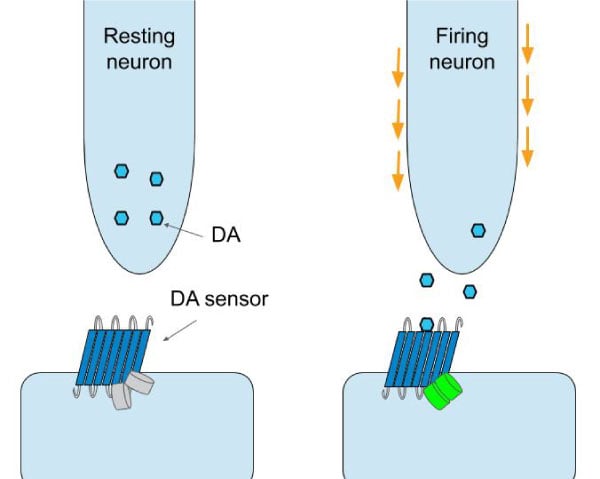 sensing-neuronal-dopamine