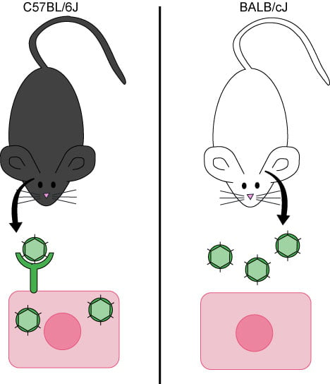 Ly6A-PHPB-aav-addgene-blog