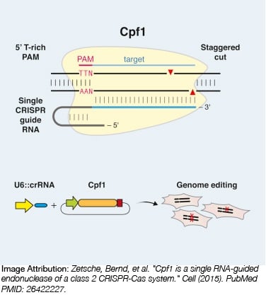 Cpf1 Cas9酶。Cpf1是一个2类CRISPR-Cas系统的单个rna引导内切酶