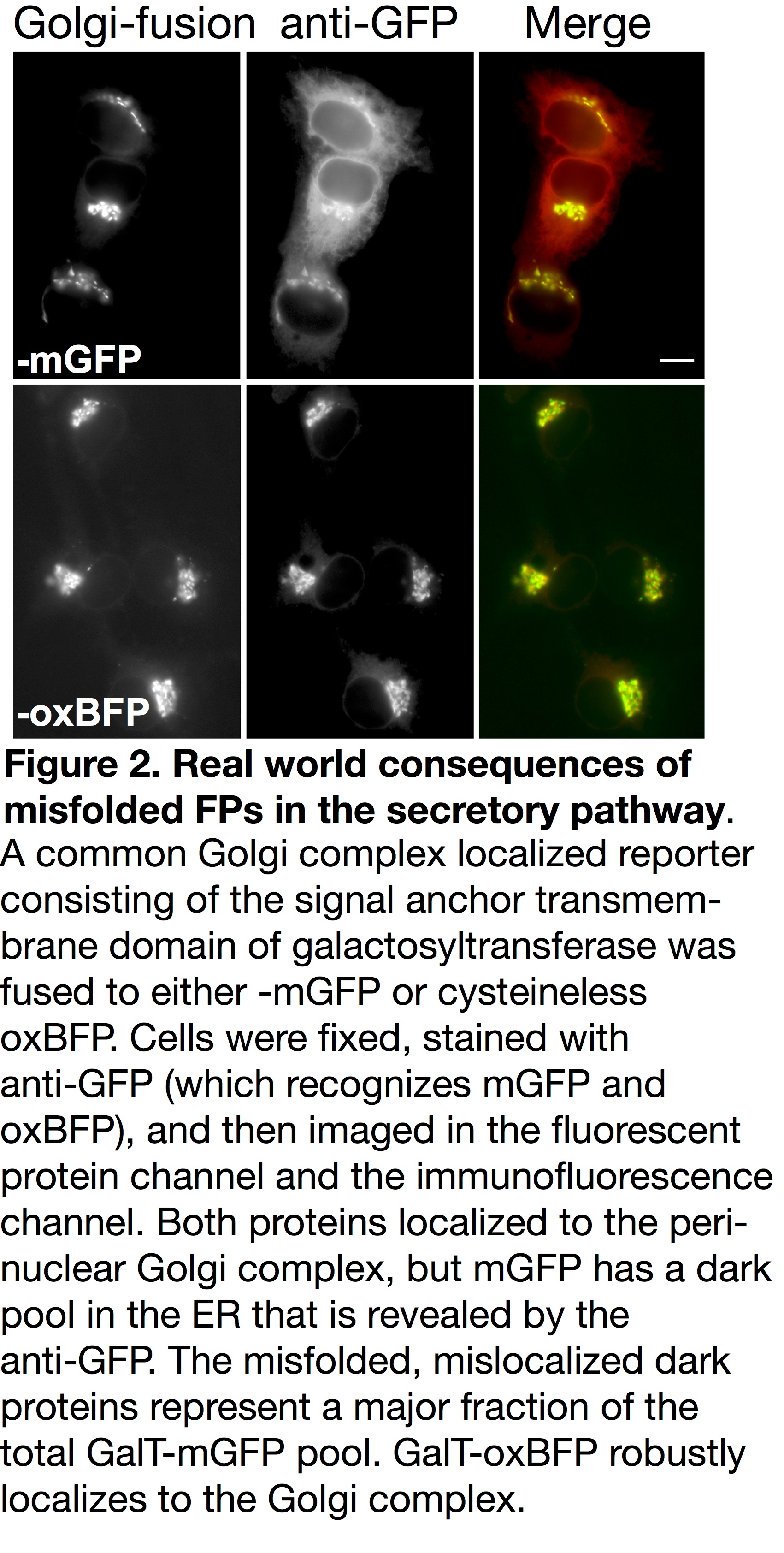 高尔基复合物中的mOX GFP