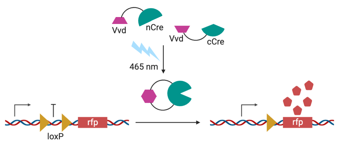 蓝光聚集Vvd亚单位的示意图，用于功能性Cre重组酶。Cre重组酶切除loxP位点以允许下游rfp的转录。